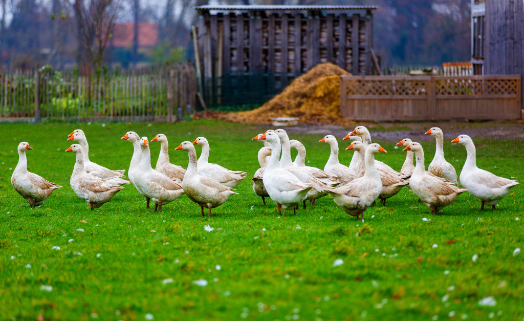 Gänse 2015