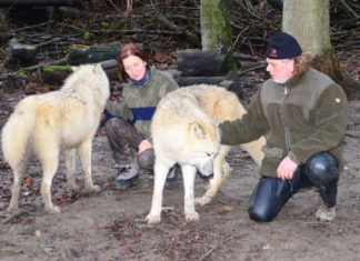 Wolfsabend im Wisentgehege für einen guten Zweck