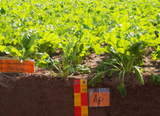 Zuckerrübe im Fokus: 700 Fachleute tagen in Koldingen