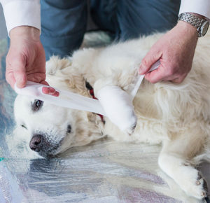 Große Resonanz: Nach dem sehr gut nachgefragten ersten Kurs bietet der ASB jetzt erneut "Erste Hilfe am Hund" an. Fotos: Christiane Neupert