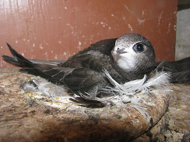 Im Nest: Der Mauersegler will geschützt sein.   Foto: Erlenbach