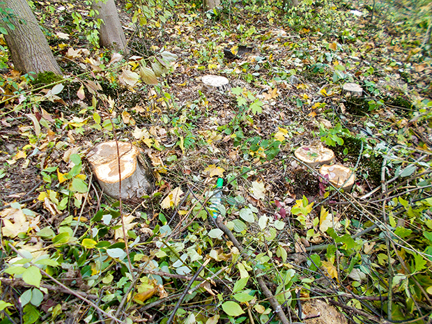 stubben-2