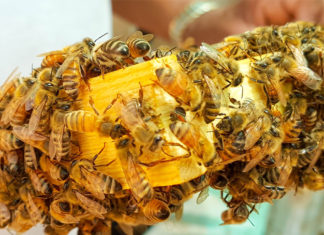Bienen in Gefahr: In der Region Hannover wurde die Amerikanische Faulbrut festgestellt. Foto: David Mohanna