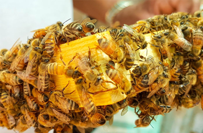 Bienen in Gefahr: In der Region Hannover wurde die Amerikanische Faulbrut festgestellt. Foto: David Mohanna