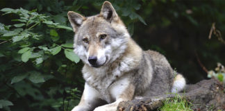 Wolf in Rodewald