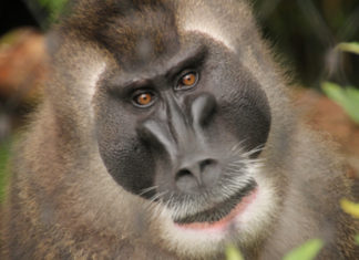 Der Erlebniszoo Hannover beherbergt viele bedrohte Tierarten. Christoph Loskant, stellvertretender Aufsichtsratsvorsitzender des Zoos, hat angeregt, über eine Schutzzone zu Silvester nachzudenken. Foto: Erlebniszoo Hannover