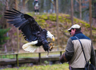 Saisonstart im Wisentgehege Springe. Falkner Rouven Polep freut sich auf den Frühling. Foto: Hennig Wisentgehege