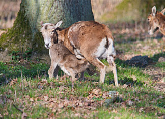 Die Muffelschafe im Wisentgehege Springe haben Nachwuchs bekommen. Foto: Wisentgehege / Thomas Hennig