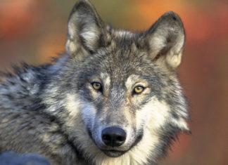 Wolf