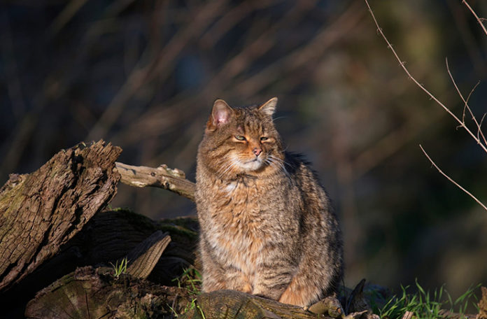 Wildkatze Wisentgehege Springe