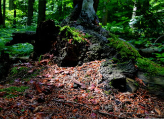 Der Waldinfotag Deister soll dazu beitragen, die verschiedenen Nutzerinteressen in diesem empfindlichen Ökosystem zusammenzubringen. foto:kasse