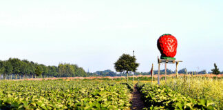 Erdbeeren aus Niedersachsen. Der Ertrag ist weiterhin rückläufig, so das Landesamt für Statistik in einem vorläufigen Fazit.