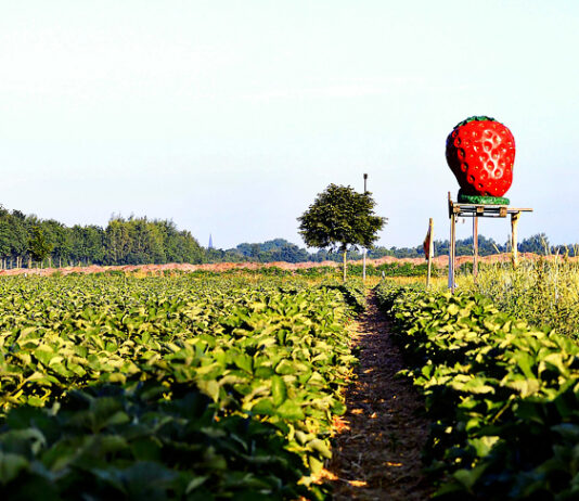 Erdbeeren aus Niedersachsen. Der Ertrag ist weiterhin rückläufig, so das Landesamt für Statistik in einem vorläufigen Fazit.