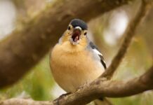 Vogelgrippe- mehr als eine Million Tiere getötet