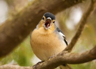 Vogelgrippe- mehr als eine Million Tiere getötet