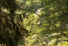 AWO Hospiz Bad Münder ruft zu Benefizwanderung auf