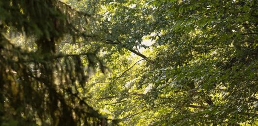 AWO Hospiz Bad Münder ruft zu Benefizwanderung auf